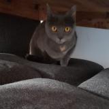 Photo de chat perdu à Castelnau Le Lez