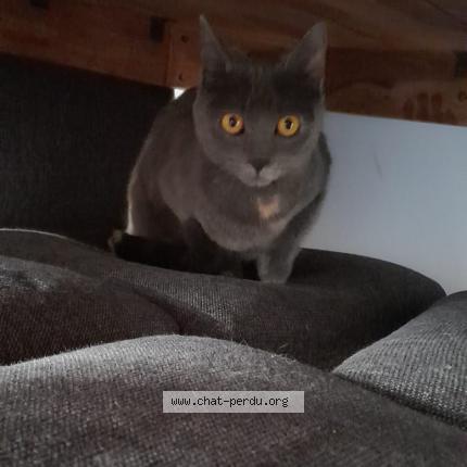 Photo 1/1 Chat retrouvé Perdu à Castelnau Le Lez