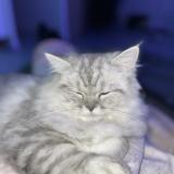 Photo de chat perdu à Jassans Riottier