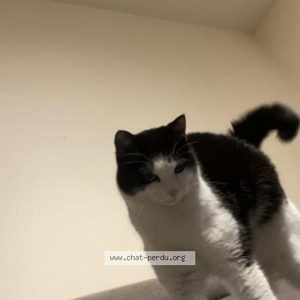 Photo 1/1 Chat retrouvé Perdu à Chasseneuil Du Poitou