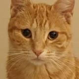 Photo de chat perdu à Fonbeauzard