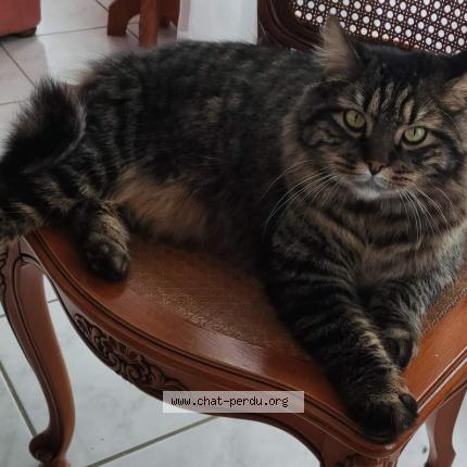 Photo 1/1 Chat retrouvé Perdu à Le Monteil