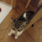 Photo de chat perdu à Paris