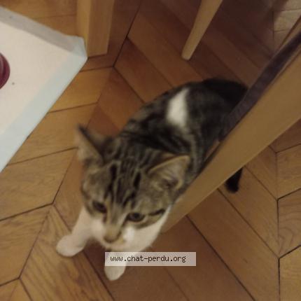 Photo 1/1 Chat retrouvé Perdu à Paris