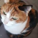 Photo de chat perdu à Sainte Genevieve Des Bois