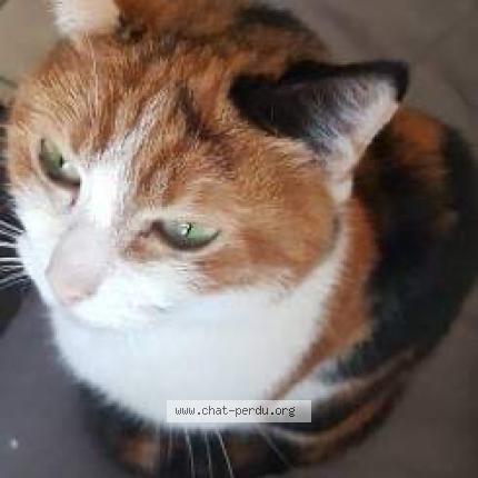 Photo 1/1 Chat retrouvé Perdu à Sainte Genevieve Des Bois