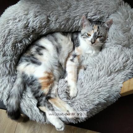 Photo de chat perdu à Juvisy Sur Orge