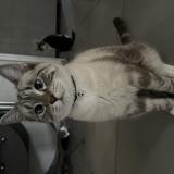 Photo de chat perdu à Mulhouse