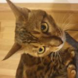 Photo de chat perdu à Cussac Fort Medoc