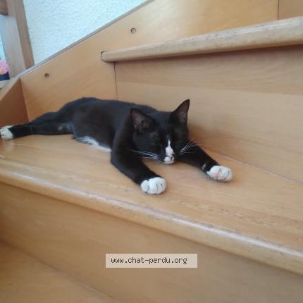 Photo 1/1 Chat retrouvé Perdu à Bons En Chablais
