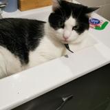 Photo de chat perdu à Rodez