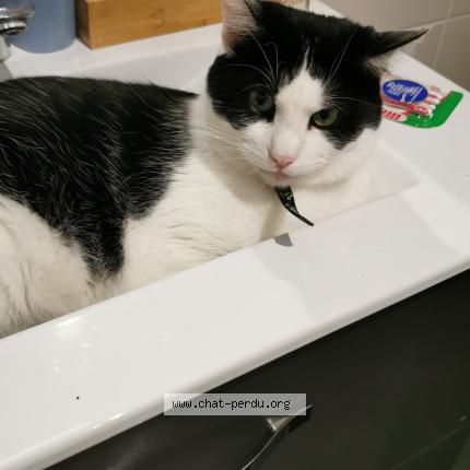 Photo 1/2 Chat retrouvé Perdu à Rodez