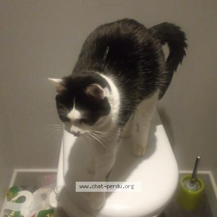 Photo 2/2 Chat retrouvé Perdu à Rodez