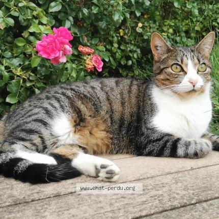 Photo 1/1 West Chat perdu à Gleize