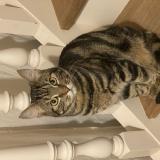 Photo de chat perdu à Soisy Sous Montmorency