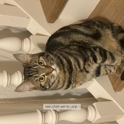 Photo 1/1 Chat retrouvé Perdu à Soisy sous montmorency