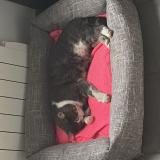 Photo de chat perdu à Chambly