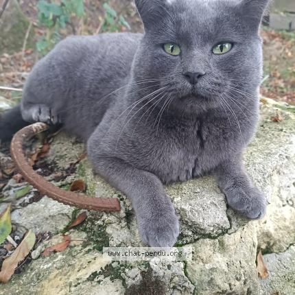 Photo de chat perdu à Grandvillers Aux Bois