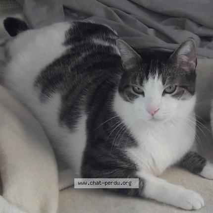 Photo 1/1 MAX Chat perdu à Saint maur des fosses