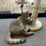 Photo de chat perdu à Genay