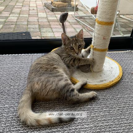 Photo de chat perdu à Genay