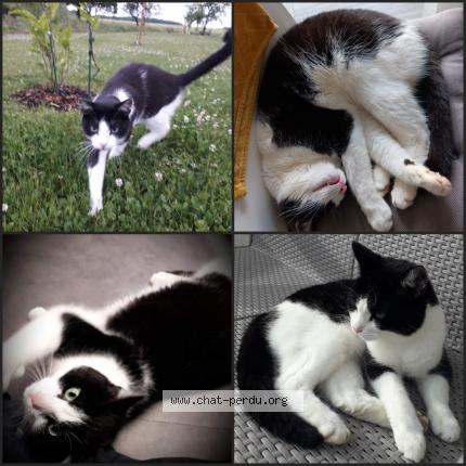 Photo 1/1 Chat retrouvé Perdu à Bettelainville