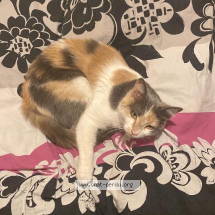 Photo de chat perdu à Angers