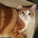 Photo de chat perdu à Marly Le Roi