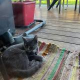 Photo de chat perdu à Pau