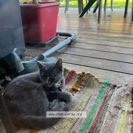 Photo 1/1 Chat retrouvé Perdu à Pau
