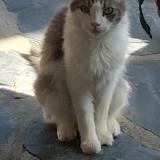 Photo de chat perdu à Montrejeau