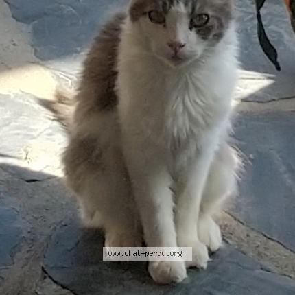 Photo 1/1 Chat retrouvé Perdu à Montrejeau