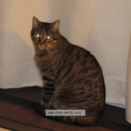 Photo 1/1 Chat retrouvé Perdu à Craponne