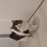 Photo de chat trouvé à Thenay