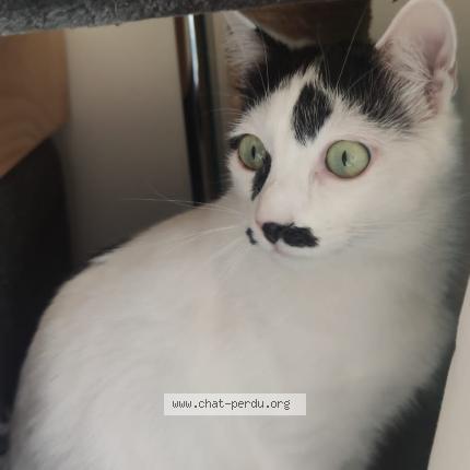 Photo 1/1 Chat retrouvé Perdu à Vincennes