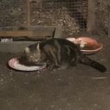 Photo de chat trouvé à Fleury Les Aubrais