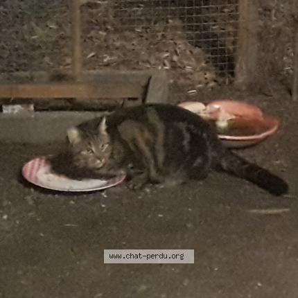 Photo 1/1 Chat retrouvé Trouvé à Fleury Les Aubrais
