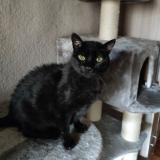 Photo de chat perdu à Saillans