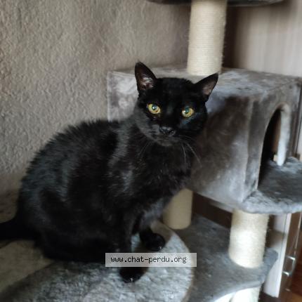 Photo 1/1 Chat retrouvé Perdu à Saillans
