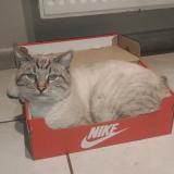 Photo de chat perdu à Pusignan