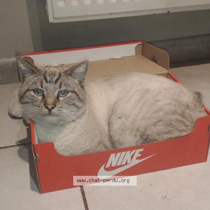 Photo de chat perdu à Pusignan