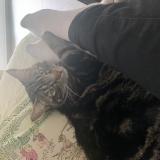 Photo de chat perdu à Bron