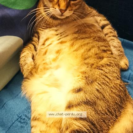 Photo de chat perdu à Toulouse