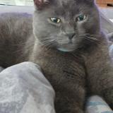 Photo de chat perdu à Plougrescant