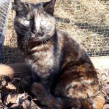 Photo de chat perdu à Redessan