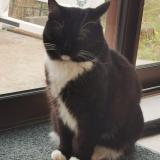 Photo de chat perdu à Armoy