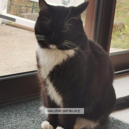 Photo de chat perdu à Armoy