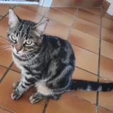 Photo de chat perdu à Hyeres