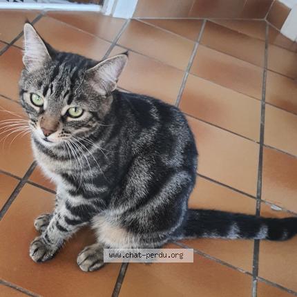 Photo 1/1 Chat retrouvé Perdu à Hyeres