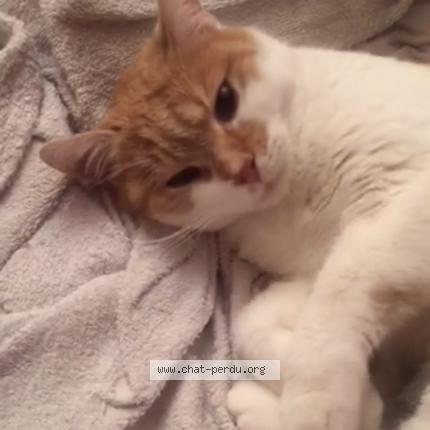 Photo de chat perdu à Le Perray En Yvelines